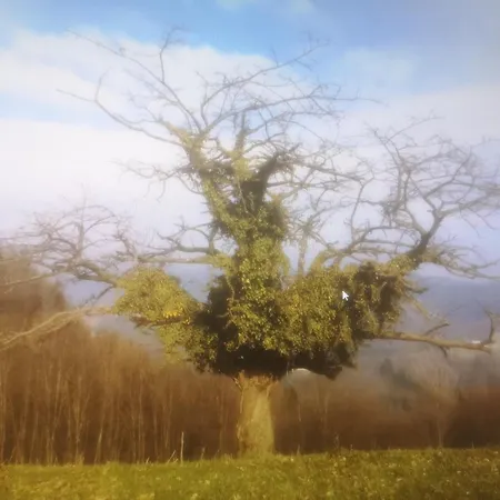 Dramlje Dramlje